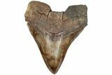Serrated, Fossil Megalodon Tooth - Colorful Enamel #204590-1